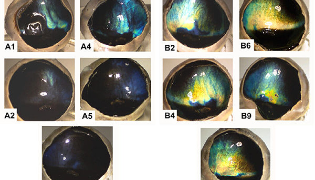 Colour Differences: There is a distinct difference in eye colour in reindeer eyes collected in winter and summer. Winter eyes are deep blue. (Photo: Karl-Arne Stokkan) Colour Differences: There is a distinct difference in eye colour in reindeer eyes collected in winter and summer. Winter eyes are deep blue. (Photo: Karl-Arne Stokkan)