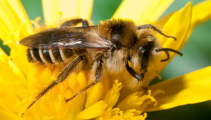 What’s it like to be a bee?