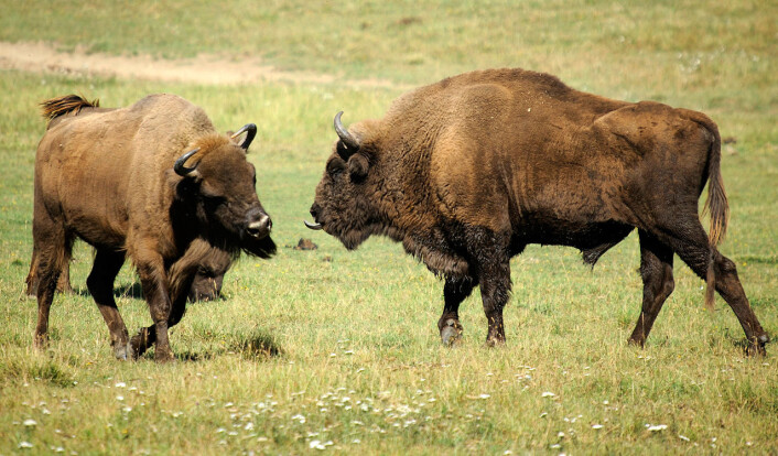 Europeisk bison ble innført fra Polen og satt ut på Bornholm i 2012. Dyrene hadde en parasitt som senere tok livet av tre av dem. Disse dyrene lever i et naturreservat i Frankrike. (Foto: Valène Aure, Creative Commons Attribution-Share Alike 3.0 Unported) Europeisk bison ble innført fra Polen og satt ut på Bornholm i 2012. Dyrene hadde en parasitt som senere tok livet av tre av dem. Disse dyrene lever i et naturreservat i Frankrike. (Foto: Valène Aure, Creative Commons Attribution-Share Alike 3.0 Unported)