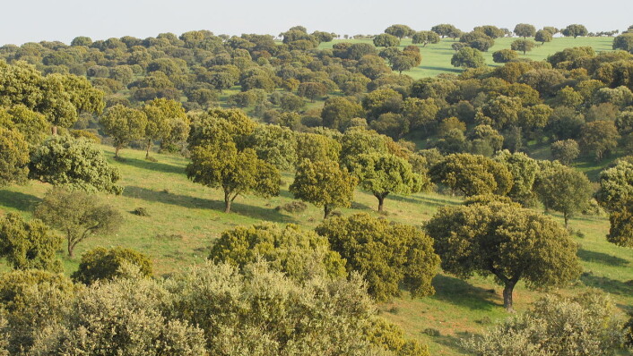 Trær suger mer vann fra jorda enn landbruket. Dermed kan grunnvannet synke i tørre områder i middelhavslandene, ifølge en spansk studie fra 2003. Skogen på bildet vokser i Salamanca i Spania. (Foto: Pravdaverita, Creative Commons Attribution-Share Alike 3.0 Unported license.) Trær suger mer vann fra jorda enn landbruket. Dermed kan grunnvannet synke i tørre områder i middelhavslandene, ifølge en spansk studie fra 2003. Skogen på bildet vokser i Salamanca i Spania. (Foto: Pravdaverita, Creative Commons Attribution-Share Alike 3.0 Unported license.)