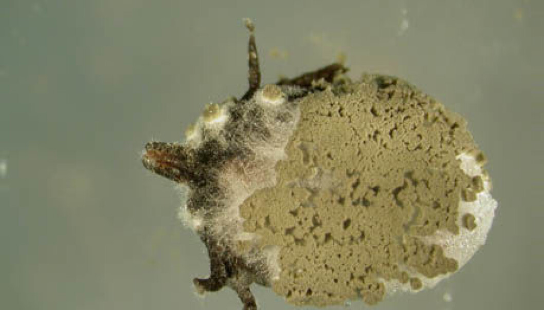 Infected female tick of the species, Ixodes ricinus. The fungus continues to grow inside the tick until it fills the whole body. Thereafter it extrudes out of the tick again and forms new spores on the outside of the body, which can spread to new ticks. (Photo: Karin Westrum, Bioforsk Plant Health) Infected female tick of the species, Ixodes ricinus. The fungus continues to grow inside the tick until it fills the whole body. Thereafter it extrudes out of the tick again and forms new spores on the outside of the body, which can spread to new ticks. (Photo: Karin Westrum, Bioforsk Plant Health)