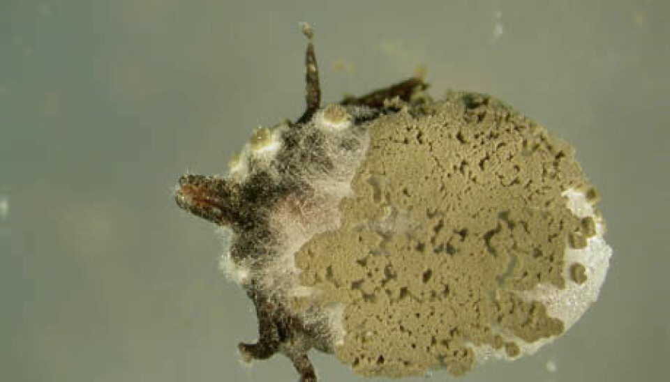 Infected female tick of the species, Ixodes ricinus. The fungus continues to grow inside the tick until it fills the whole body. Thereafter it extrudes out of the tick again and forms new spores on the outside of the body, which can spread to new ticks. (Photo: Karin Westrum, Bioforsk Plant Health)