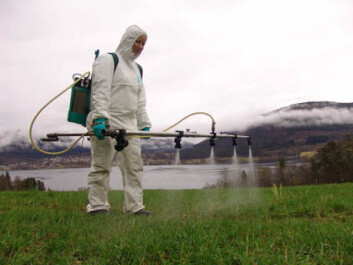 The field trials are carried out at Tingvoll in Møre og Romsdal, where the prevalence of tick is large, and loss rate for lambs is higher than other places in Norway. (Photo: Natasha Santanna Iwanicki, Bioforsk Plant Health) The field trials are carried out at Tingvoll in Møre og Romsdal, where the prevalence of tick is large, and loss rate for lambs is higher than other places in Norway. (Photo: Natasha Santanna Iwanicki, Bioforsk Plant Health)