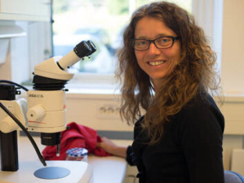 Ingeborg Klingen head of Section of Invertebrate Pests at Bioforsk Plant Health and Plant Protection Division. (Photo: Anette Tjomsland, Bioforsk) Ingeborg Klingen head of Section of Invertebrate Pests at Bioforsk Plant Health and Plant Protection Division. (Photo: Anette Tjomsland, Bioforsk)