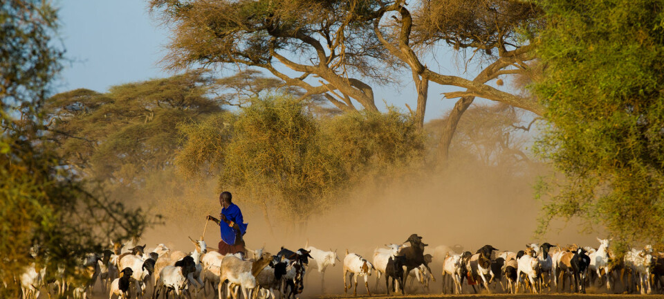 I Tanzania risikerer hundtretusener av bønder å miste levebrødet sitt som følge av grønn økonomisk vekst. (Foto: Andrzej Kubik / Shutterstock / NTB scanpix)