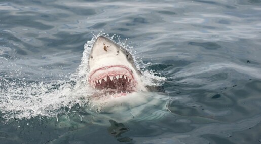 Haien kan hjelpe de med dårlige tenner