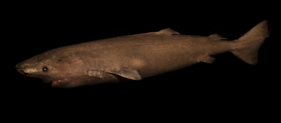 Håkjerring (Somniosus microcephalus) (Foto: Julius Nielsen)