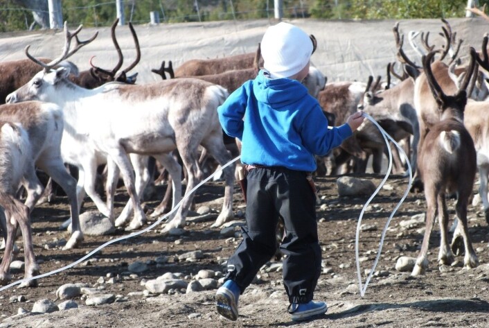 Livet går vidare, og neste generasjon reineigar treng trening/Life goes on, and a new generation reindeer herder needs practicing Livet går vidare, og neste generasjon reineigar treng trening/Life goes on, and a new generation reindeer herder needs practicing