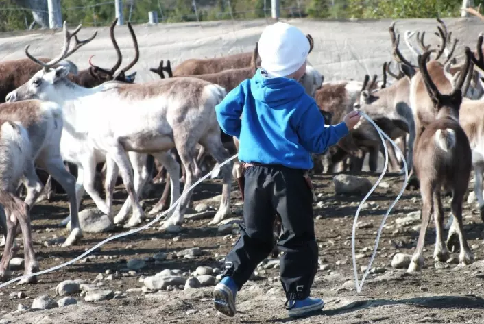 Livet går vidare, og neste generasjon reineigar treng trening/Life goes on, and a new generation reindeer herder needs practicing