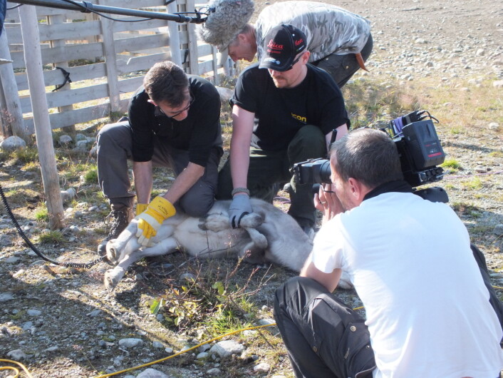 Kontrollmåling av radioaktivt cesium i rein før slakting. Heldigvis fine låge verdiar i haust/Control of radioactive caesium in reindeer before slaughter. Luckily nice low levels this time. Kontrollmåling av radioaktivt cesium i rein før slakting. Heldigvis fine låge verdiar i haust/Control of radioactive caesium in reindeer before slaughter. Luckily nice low levels this time.