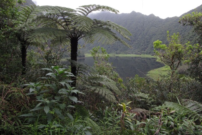 Et av voksestedene for <em>Gibbosporina</em>, et dalsøkk med 12 000 millimeter regn i året på den franske øya Rèunion nær Madagaskar. (Foto: Arve Elvebakk) Et av voksestedene for <em>Gibbosporina</em>, et dalsøkk med 12 000 millimeter regn i året på den franske øya Rèunion nær Madagaskar. (Foto: Arve Elvebakk)