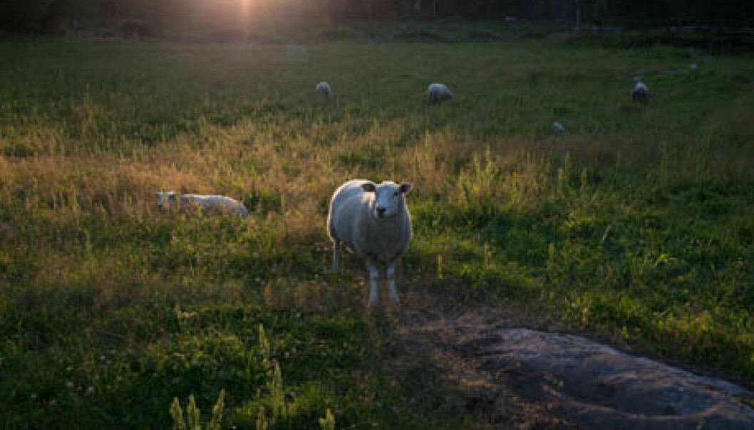 Tick-bites in sheep may cause the disease tick-borne fever (TBF), induced by the bacterium Anaplasma phagocytophilum (A.ph). TBF causes high fever and weakens the immune system. It is estimated that approximately 300,000 lambs are exposed to this bacteria each year. (Photo: Anette Tjomsland) Tick-bites in sheep may cause the disease tick-borne fever (TBF), induced by the bacterium Anaplasma phagocytophilum (A.ph). TBF causes high fever and weakens the immune system. It is estimated that approximately 300,000 lambs are exposed to this bacteria each year. (Photo: Anette Tjomsland)