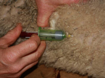 Blood tests show that almost all the lambs are infected during the season in tick infested areas. (Photo: Anita Land) Blood tests show that almost all the lambs are infected during the season in tick infested areas. (Photo: Anita Land)