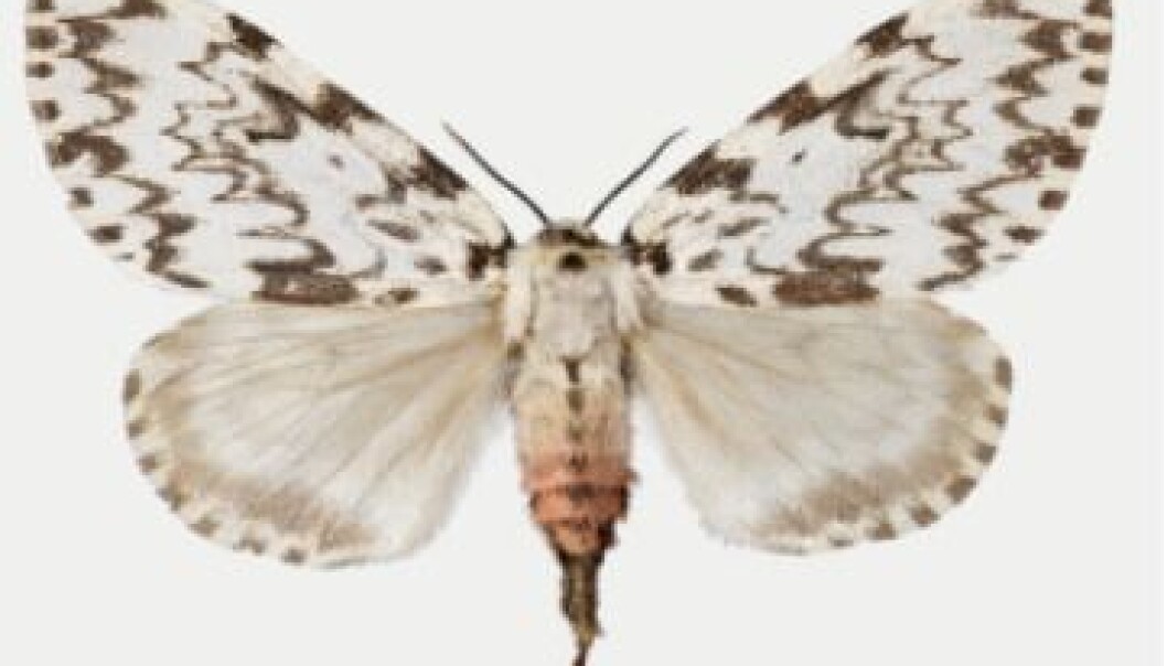 Nun moth. (Photo: The Norwegian Forest and Landscape Institute) Nun moth. (Photo: The Norwegian Forest and Landscape Institute)
