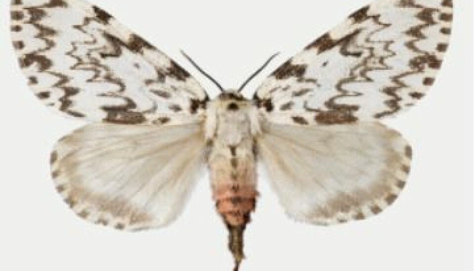 Nun moth. (Photo: The Norwegian Forest and Landscape Institute)