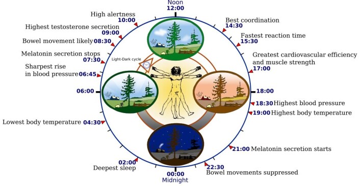 Figuren viser hvordan kroppsfunksjoner varierer gjennom døgnet. Disse biologiske rytmene styres av lys og mørke og av hormonet melatonin. (Foto: (Figur: Yassine Mrabet/Addicted04, GNU Free Documentation Licence v.1.2)) Figuren viser hvordan kroppsfunksjoner varierer gjennom døgnet. Disse biologiske rytmene styres av lys og mørke og av hormonet melatonin. (Foto: (Figur: Yassine Mrabet/Addicted04, GNU Free Documentation Licence v.1.2))