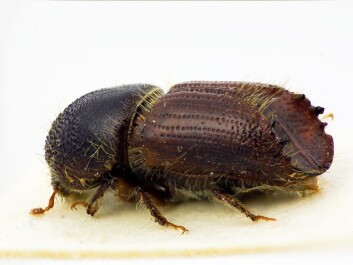 The spruce bark beetle. (Photo: The Norwegian Forest and Landscape Institute) The spruce bark beetle. (Photo: The Norwegian Forest and Landscape Institute)