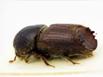 The spruce bark beetle. (Photo: The Norwegian Forest and Landscape Institute)