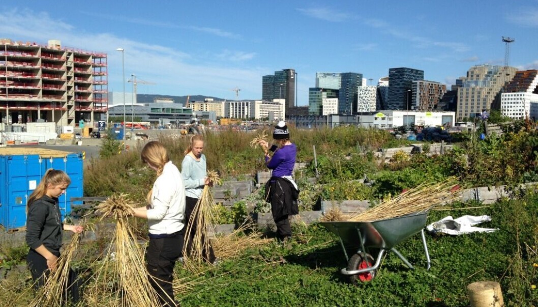 Elevar fra Natur videregående skole haustar inn svedjerug på Losæter i Bjørvika. (Foto: Vibeke Hermanrud, Bjørvika utvikling) Elevar fra Natur videregående skole haustar inn svedjerug på Losæter i Bjørvika. (Foto: Vibeke Hermanrud, Bjørvika utvikling)
