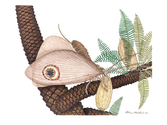 Slik kan kalligrammatiden Oregramma illecebrosa ha sett ut, mens den sugde pollendråper fra en forhistorisk plant.
(Foto: Vichai Malikul, Smithsonian) Slik kan kalligrammatiden Oregramma illecebrosa ha sett ut, mens den sugde pollendråper fra en forhistorisk plant.
(Foto: Vichai Malikul, Smithsonian)