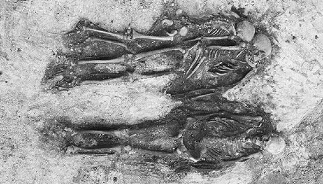 In 1975, three intact skeletons from the Iron Age were found on the Tommeide farm in Tomma. Naumann interprets this as a family grave. - Despite possible kinship between them, probably as members of the same household, the child nevertheless had a diet that was different from that of the two adults during the last years of their lives. (Photo: Annica Thomsson) In 1975, three intact skeletons from the Iron Age were found on the Tommeide farm in Tomma. Naumann interprets this as a family grave. - Despite possible kinship between them, probably as members of the same household, the child nevertheless had a diet that was different from that of the two adults during the last years of their lives. (Photo: Annica Thomsson)