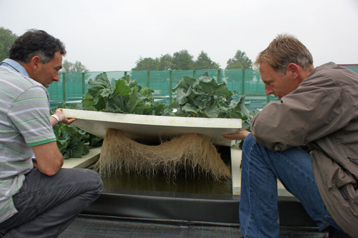 Røttene tar opp næring direkte fra vannet. På den måten kan næringen skreddersys, også, med muligheter for å påvirke smaken. (Foto: Wageningen UR) Røttene tar opp næring direkte fra vannet. På den måten kan næringen skreddersys, også, med muligheter for å påvirke smaken. (Foto: Wageningen UR)