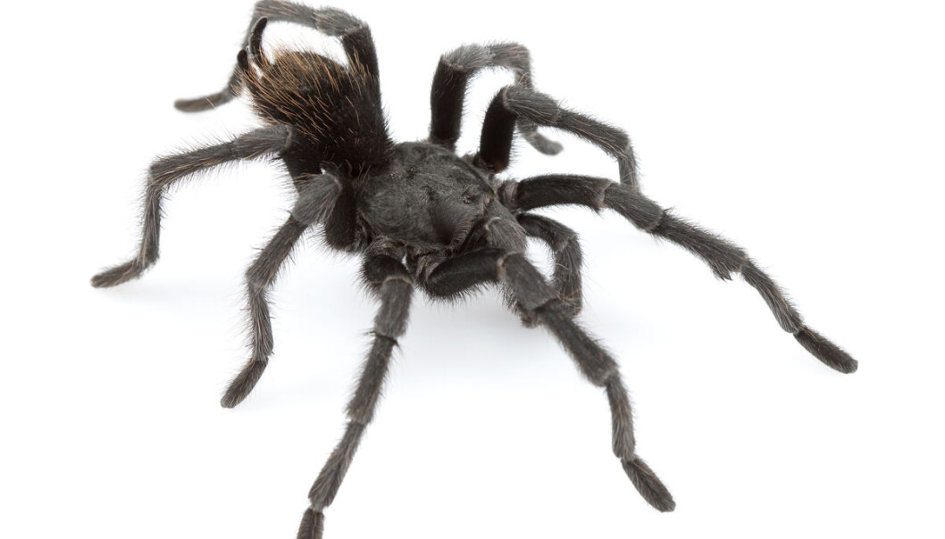Møt Aphonopelma johnnycashi, en hittil ukjent tarantell fra California. (Foto: Dr. Chris A. Hamilton) Møt Aphonopelma johnnycashi, en hittil ukjent tarantell fra California. (Foto: Dr. Chris A. Hamilton)