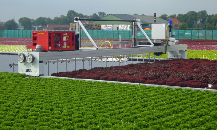 Den nye måten å dyrke på, gjør det også mulig å gjøre mer av innhøstingen automatisk. Det vil si at det blir mindre behov for å hente store grupper sesongarbeidere. (Foto: Wageningen UR) Den nye måten å dyrke på, gjør det også mulig å gjøre mer av innhøstingen automatisk. Det vil si at det blir mindre behov for å hente store grupper sesongarbeidere. (Foto: Wageningen UR)
