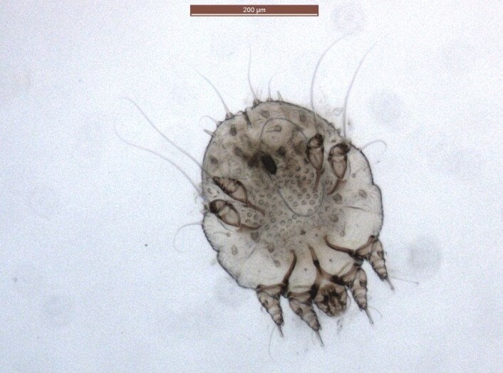 Mikroskopbilete av ein skabbmidd frå ulven. (Foto: Inger Sofie Hamnes,Veterinærinstituttet) Mikroskopbilete av ein skabbmidd frå ulven. (Foto: Inger Sofie Hamnes,Veterinærinstituttet)