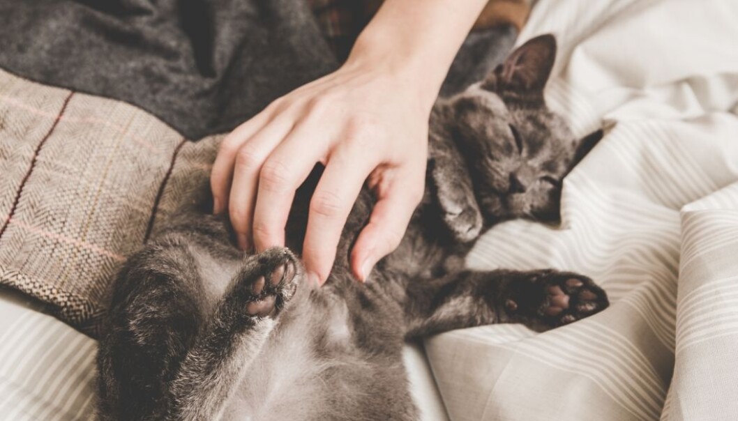 Hva er egentlig den merkelige brummelyden som kommer fra pusen? Og hvorfor maler egentlig katten? (Illustrasjonsfoto: ajlatan/Shutterstock/NTB scanpix.) Hva er egentlig den merkelige brummelyden som kommer fra pusen? Og hvorfor maler egentlig katten? (Illustrasjonsfoto: ajlatan/Shutterstock/NTB scanpix.)