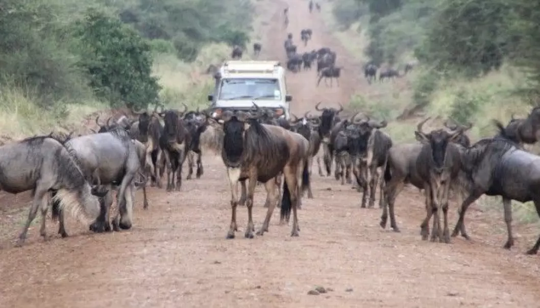 Migrating wildebeests and other animals in Serengeti and other Tanzanian National Parks can cause problems for villagers near and far by destroying crops and bringing disease to livestock. (Photo: Eivin Røskaft)