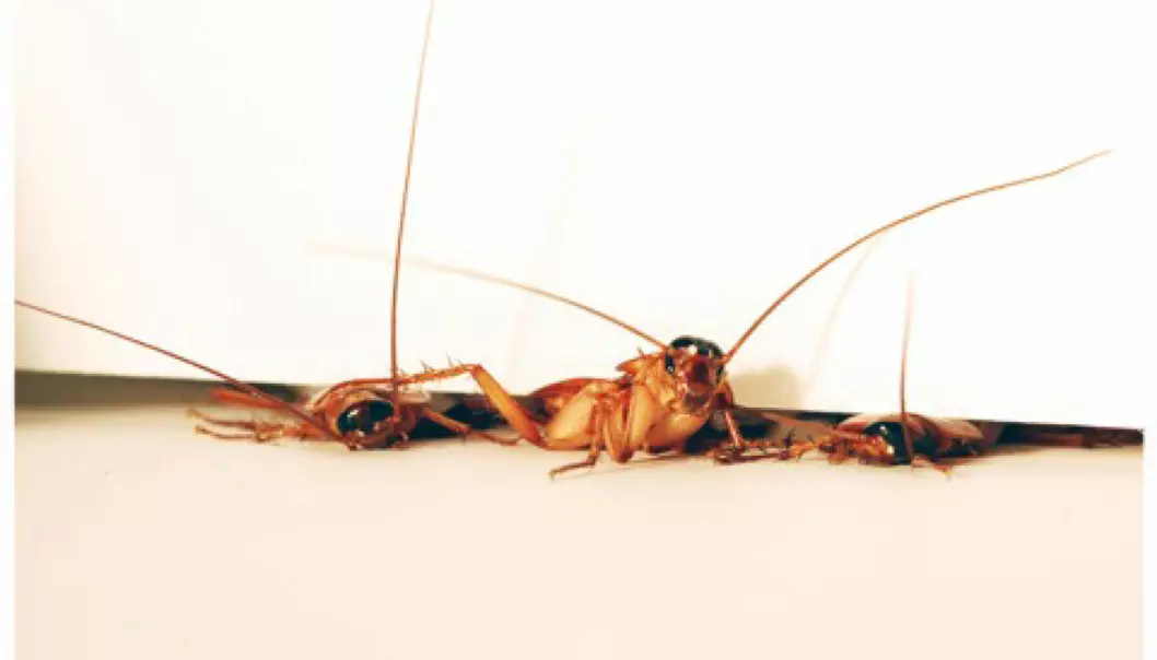 Tre kakerlakker skviser seg igjennom en sprekk.  (Foto: PolyPEDAL Lab, University of California at Berkeley)