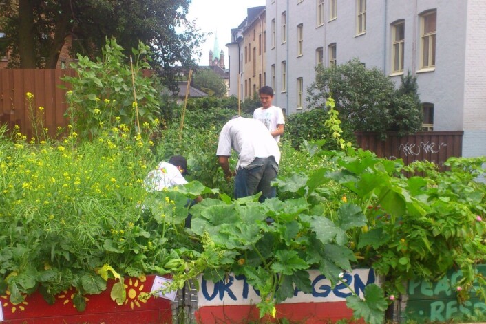 Urtehagen på Grønland i Oslo. (Foto: Helene Gallis) Urtehagen på Grønland i Oslo. (Foto: Helene Gallis)