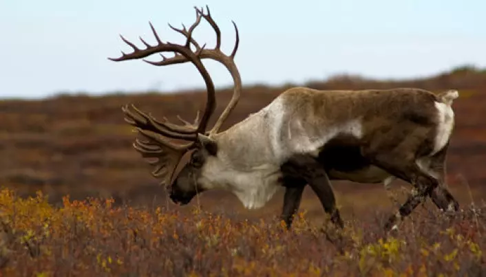 Reindeer genes show clear influence from last Ice Age