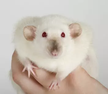  Undersøkelser har vist at mus som fikk tarmbakterier fra et menneske med fedme, ble fete selv. (Foto: Shutterstock /NTB Scanpix)
