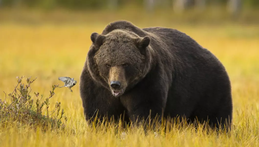 Hvordan kan bjørnen bli så tjukk, uten helseproblemer? (Foto: Arnfinn Johansen / NTB scanpix)