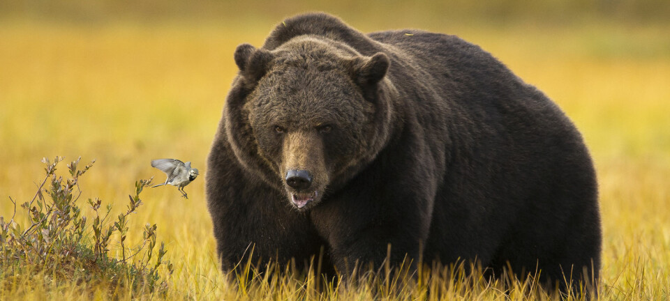 Hvordan kan bjørnen bli så tjukk, uten helseproblemer? (Foto: Arnfinn Johansen / NTB scanpix)