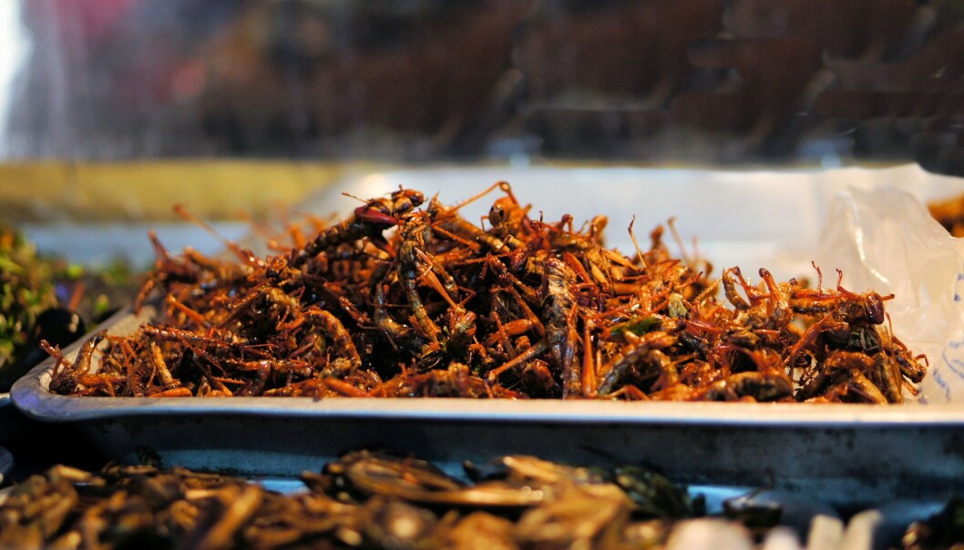 Folk i Thailand, Kina, Japan, Ghana, Australia og Mexico liker insekter på tallerkenen. Men også Nederland begynner å få øynene opp for et kosthold med insekter. På bildet er stekte gresshopper på et marked i Thailand. Folk i Thailand, Kina, Japan, Ghana, Australia og Mexico liker insekter på tallerkenen. Men også Nederland begynner å få øynene opp for et kosthold med insekter. På bildet er stekte gresshopper på et marked i Thailand.