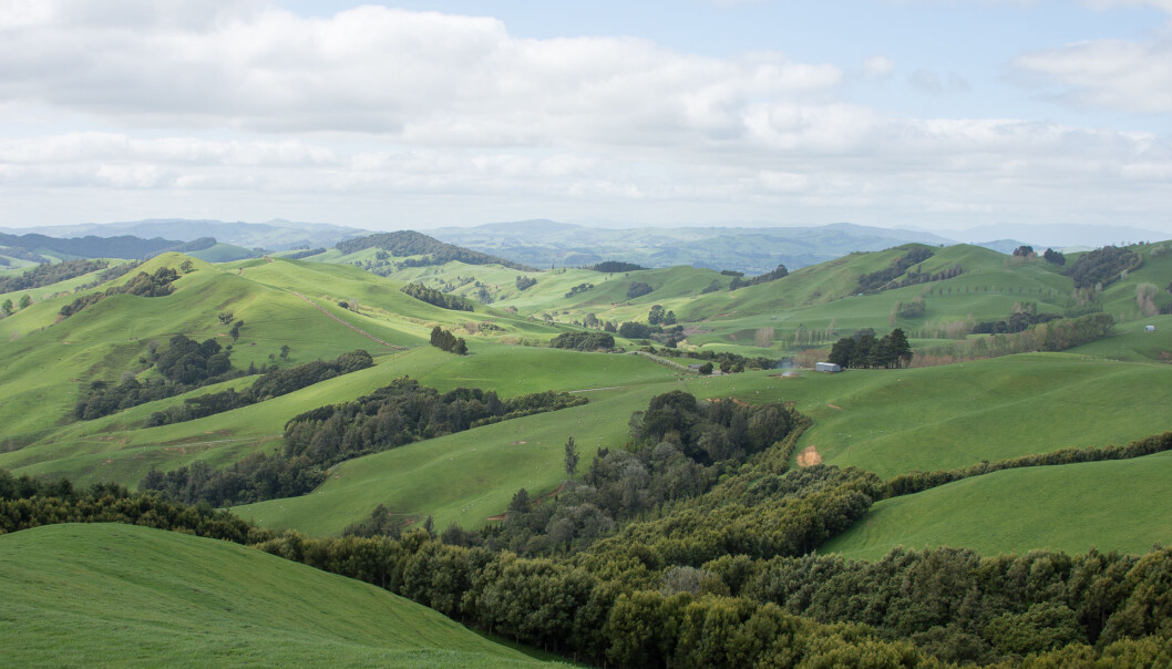 Bølgende jordbrukslandskap er karakteristisk for Waikato på North Island, New Zealand. (Foto: Morten Günther) Bølgende jordbrukslandskap er karakteristisk for Waikato på North Island, New Zealand. (Foto: Morten Günther)