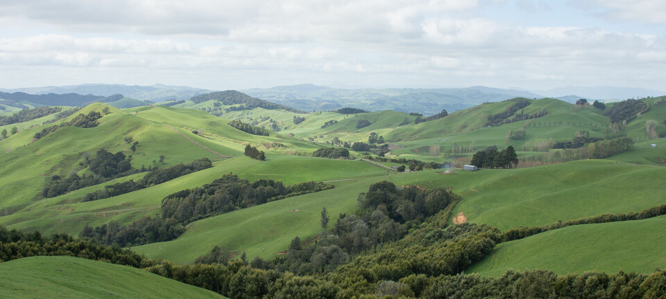 Bølgende jordbrukslandskap er karakteristisk for Waikato på North Island, New Zealand. (Foto: Morten Günther)