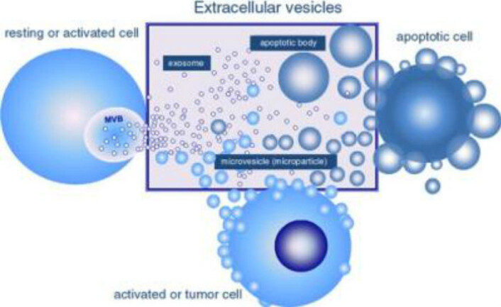 Illustrasjon av extracellulære vesikler fra tre forskjellige celletyper. (Foto: Edith Buzas (Illustrasjonen er tatt fra Cellular and Molecular Life Sciences. 2011 Aug; 68 (16): 2667–2688.)) Illustrasjon av extracellulære vesikler fra tre forskjellige celletyper. (Foto: Edith Buzas (Illustrasjonen er tatt fra Cellular and Molecular Life Sciences. 2011 Aug; 68 (16): 2667–2688.))