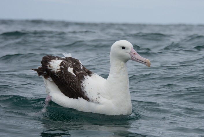 Gibsonalbatross (<em>Diomedea antipodensis gibsoni</em>) er en av de største sjøfuglene i verden. Hvert år hekker 11 500 par på Auckland-øyene sør for New Zealand. (Foto: Morten Günther) Gibsonalbatross (<em>Diomedea antipodensis gibsoni</em>) er en av de største sjøfuglene i verden. Hvert år hekker 11 500 par på Auckland-øyene sør for New Zealand. (Foto: Morten Günther)