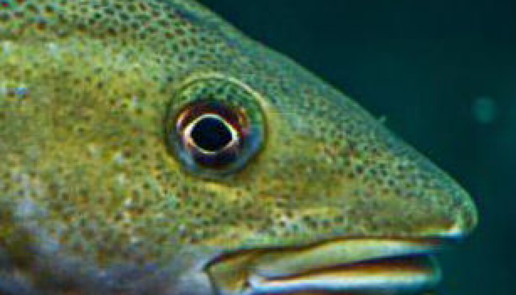 Farmed cod hit puberty too early. (Photo: Colourbox) Farmed cod hit puberty too early. (Photo: Colourbox)