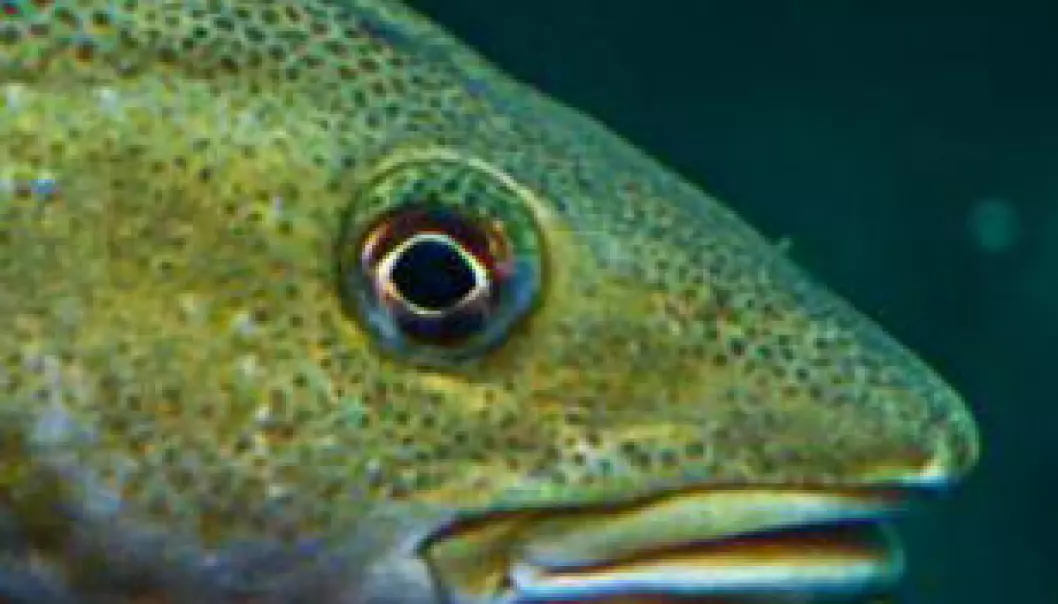 Farmed cod hit puberty too early. (Photo: Colourbox)