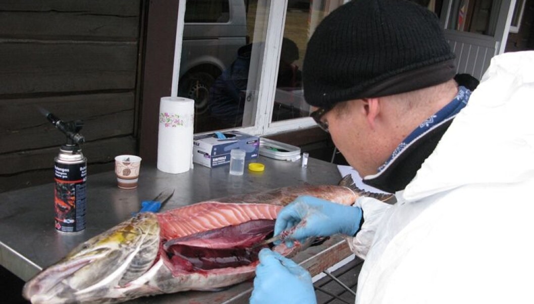 Researcher Eirik Biering from the Norwegian Veterinary Institute doing sampling of wild salmon, Finnmark, Norway 2010. (Foto: Norwegian Veterinary Institute) Researcher Eirik Biering from the Norwegian Veterinary Institute doing sampling of wild salmon, Finnmark, Norway 2010. (Foto: Norwegian Veterinary Institute)