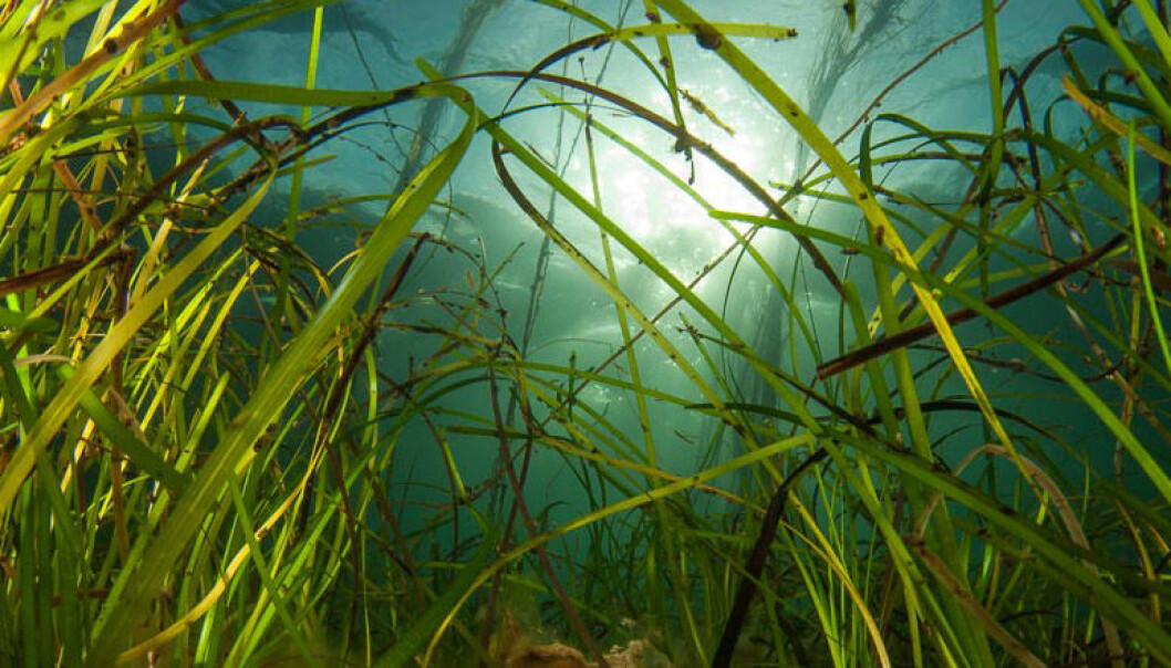 Ålegrasets forfedre levde på land. Nå spiller planten en viktige rolle for økosystemene på kysten over hele den nordlige halvkule. (Foto: Galice Hoarau) Ålegrasets forfedre levde på land. Nå spiller planten en viktige rolle for økosystemene på kysten over hele den nordlige halvkule. (Foto: Galice Hoarau)
