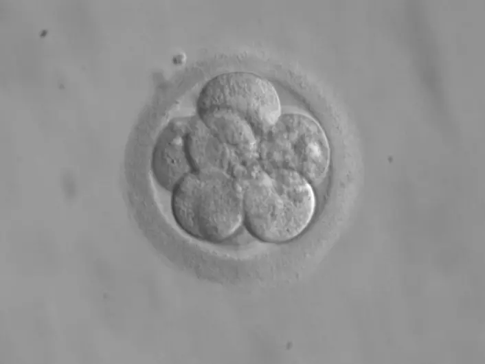 Bildet viser et embryo på bare åtte celler. I år forsøkte kinesiske forskere å endre genene hos ikke-levedyktige embryo ved å ta i bruk den omstridte CRISPR-teknologien.  (Foto: RWJMS IVF program/ekem/wikimedia commons.)