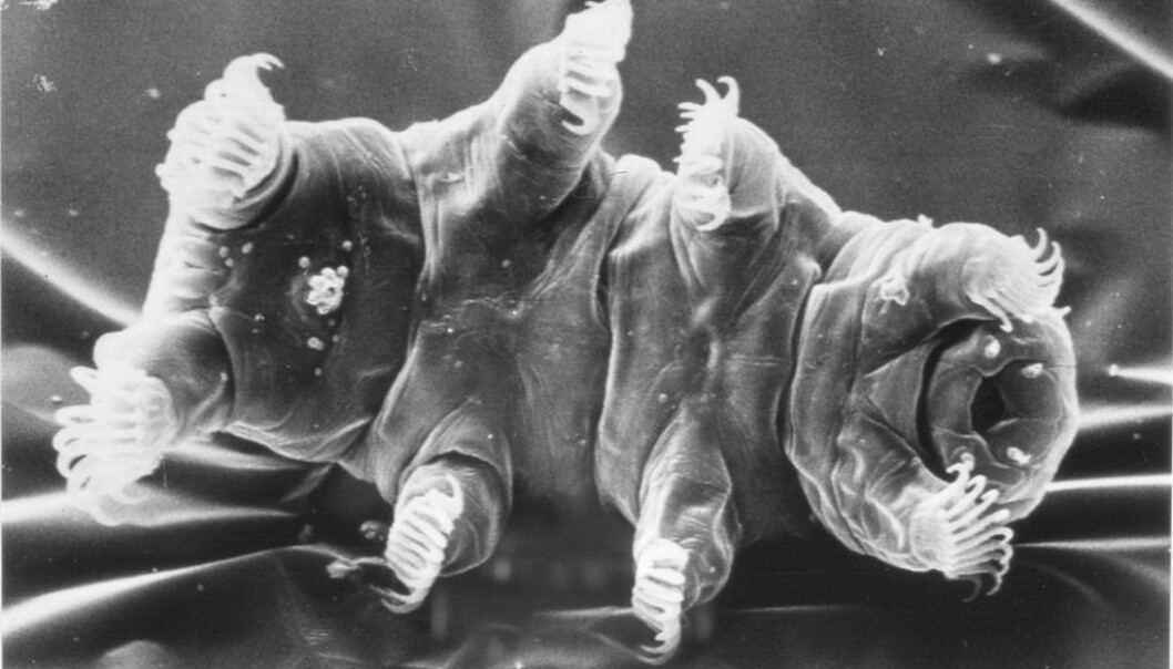 Echiniscoides sigismundi er det dyret som trolig tåler mest her på Jorden. (Foto: Reinhardt Møbjerg Kristensen.) Echiniscoides sigismundi er det dyret som trolig tåler mest her på Jorden. (Foto: Reinhardt Møbjerg Kristensen.)