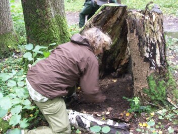 Human truffle hunter Anne Molia in action. (Photo: Anders K. Wollan/University of Oslo) Human truffle hunter Anne Molia in action. (Photo: Anders K. Wollan/University of Oslo)