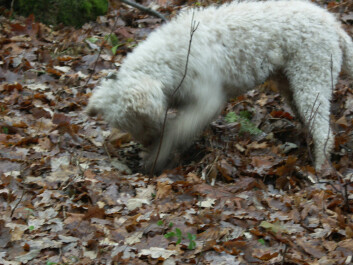 Canine truffle hunter lello in action. (Photo: Anne Molia/University of Oslo)